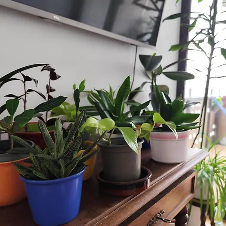 Séjour chez l'habitant Avea - Accessible Downtown Retreat Near Hofgarten *